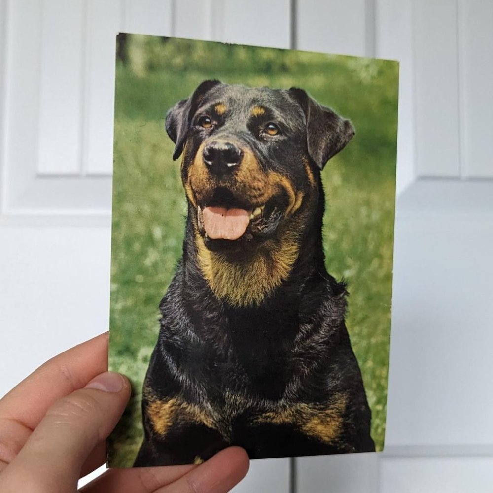 Rottweiler Postcard